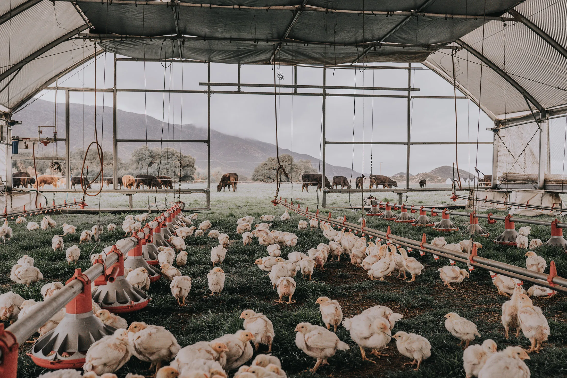 Perdue Farms Testing Mobile Solar-Powered Chicken Coops - Bloomberg