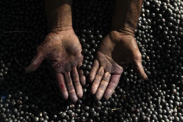 Hands holding freshly harvested açaí berries.