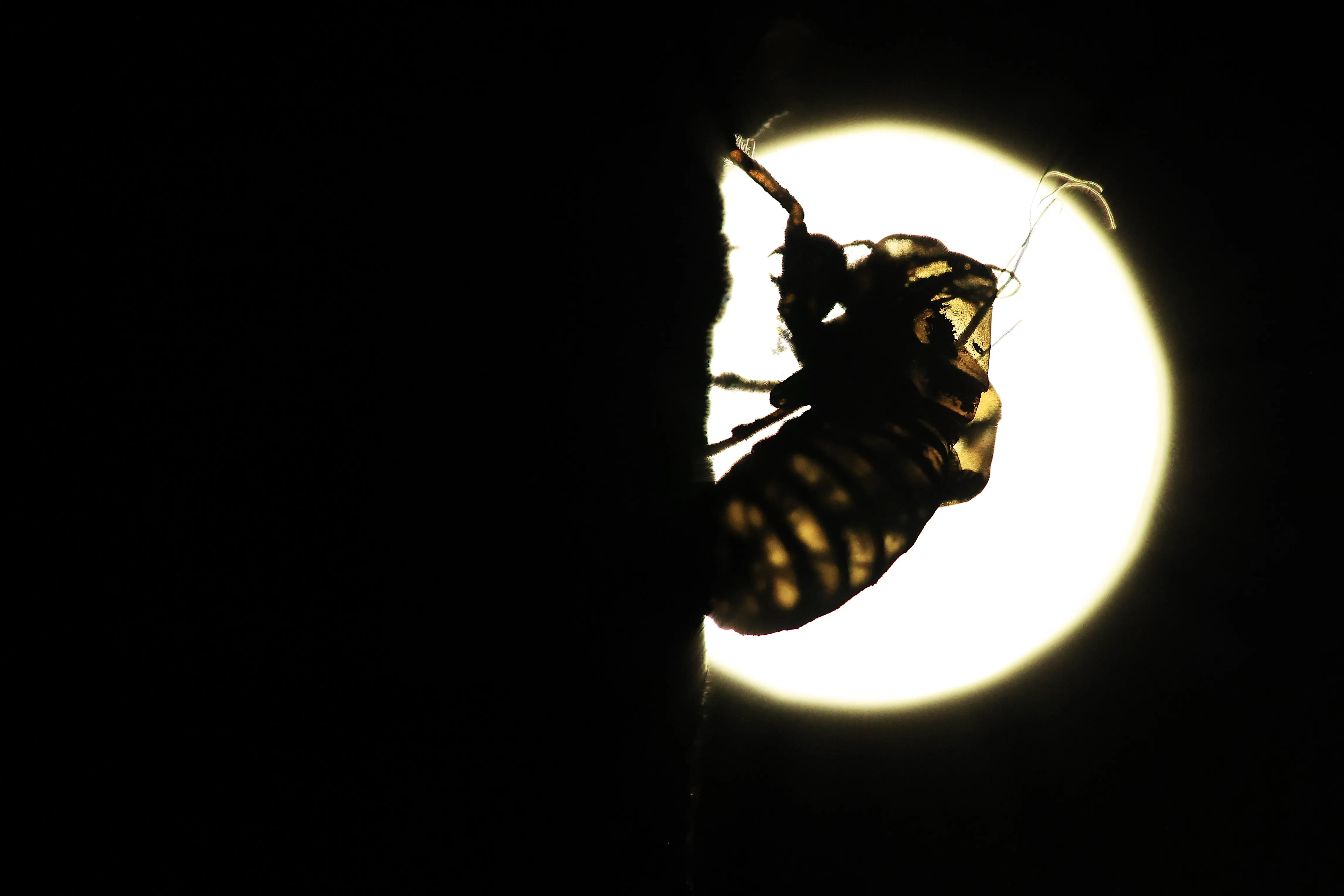 Cicadas rising: The arrival of Brood X, the largest batch of periodical cicadas in the U.S., is not being welcomed by many.&nbsp;