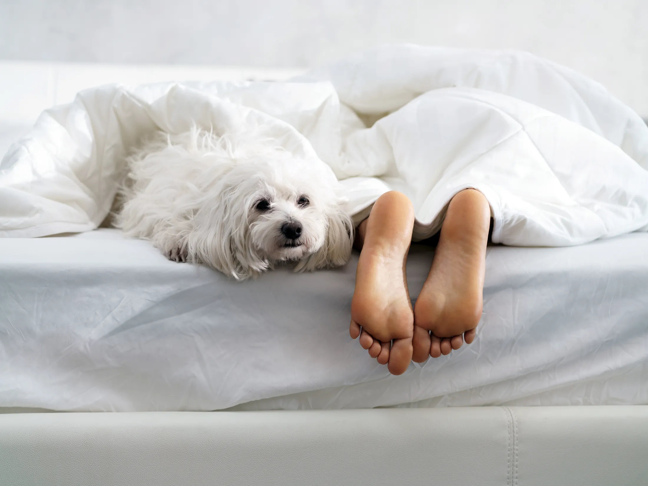 Black Girl Sleeping In Bed With Dog And Showing Feet