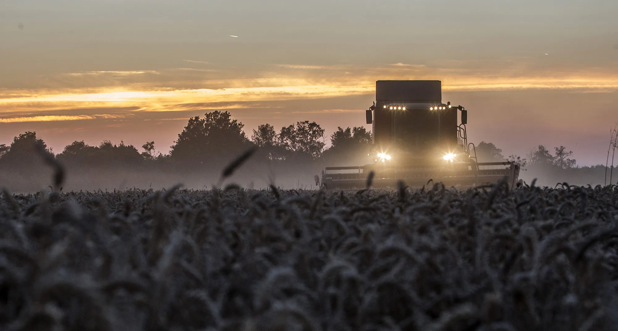 Soft Wheat Harvest As Rain Affects Quality And Export Prospects