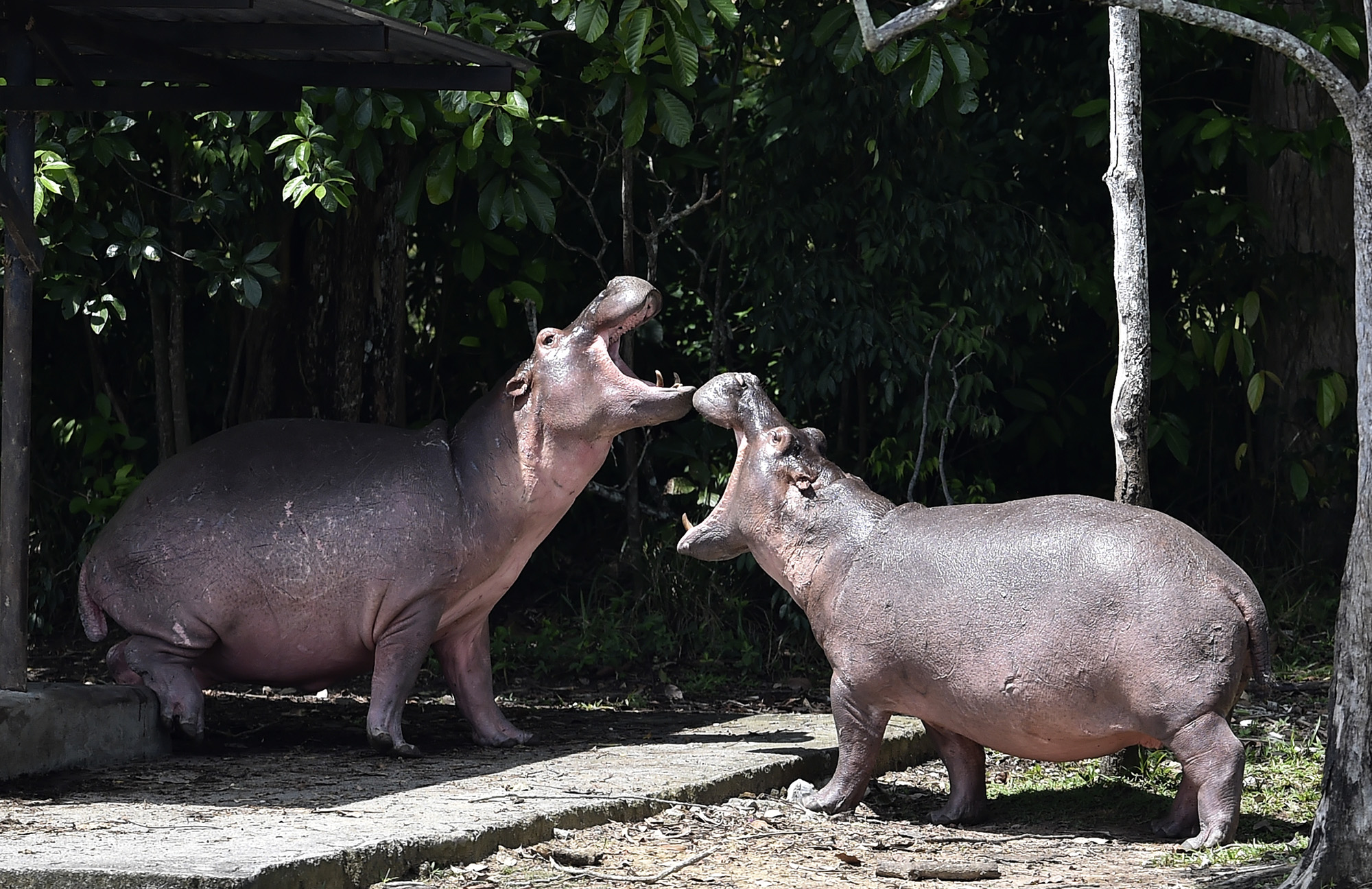 What Happens to Pablo Escobar's Hippos? Colombia's Legal Battle to -
