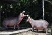 hippo hippos COLOMBIA