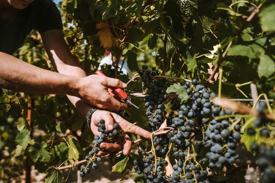 Despite Extreme Weather, 2019 Is a “Perfect Storm” Vintage for Wine