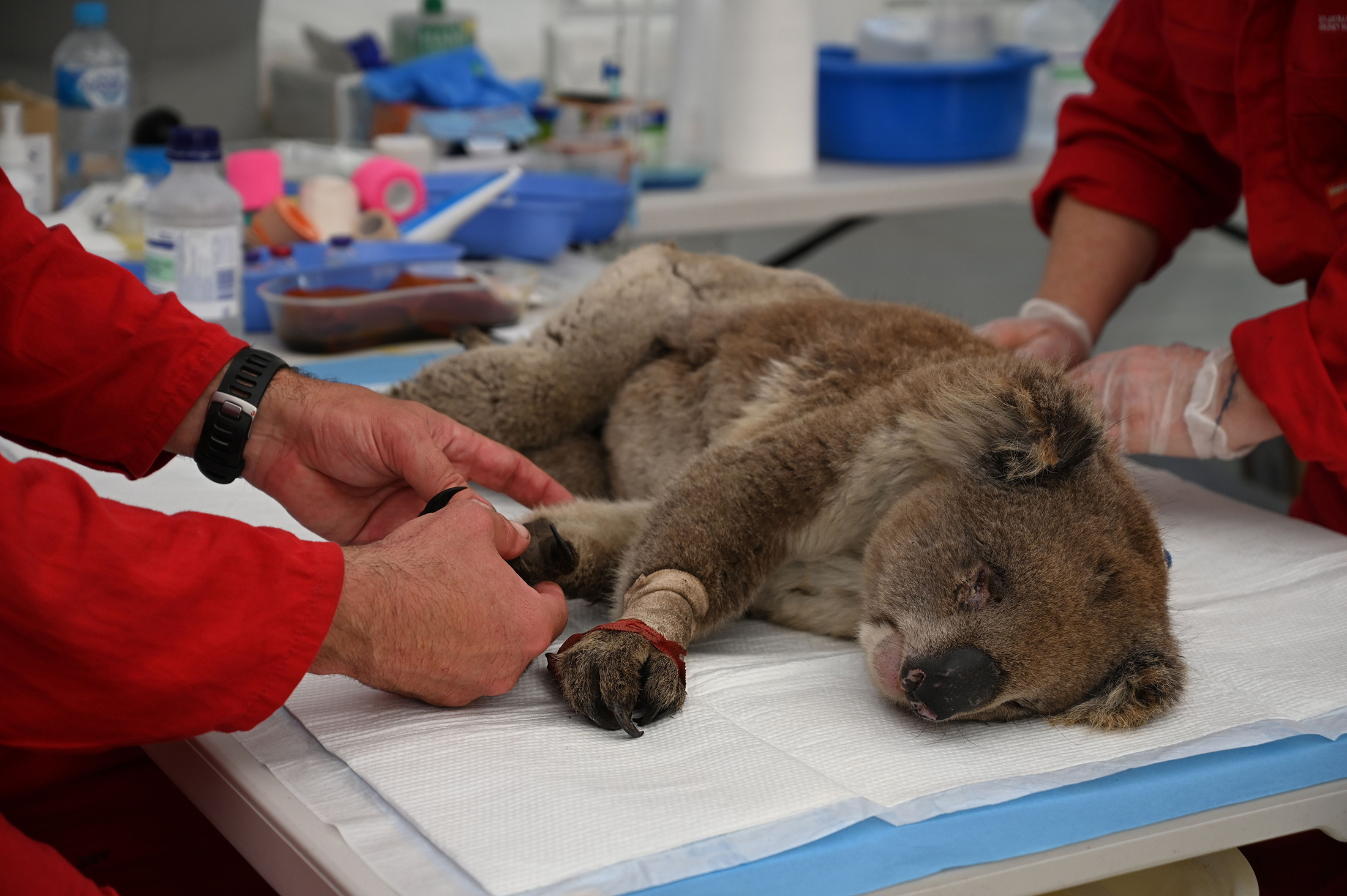 Koala listed as endangered after Australian governments fail to halt its  decline, Endangered species