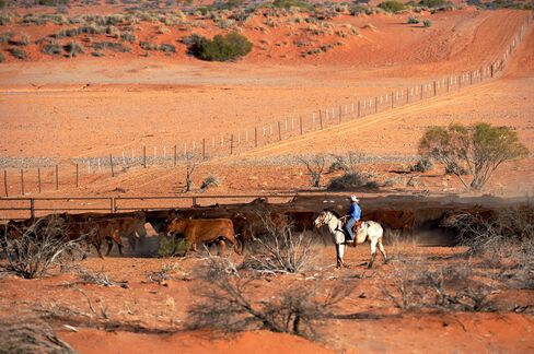 Drovers mustering cattle on horseback at Anna Creek.