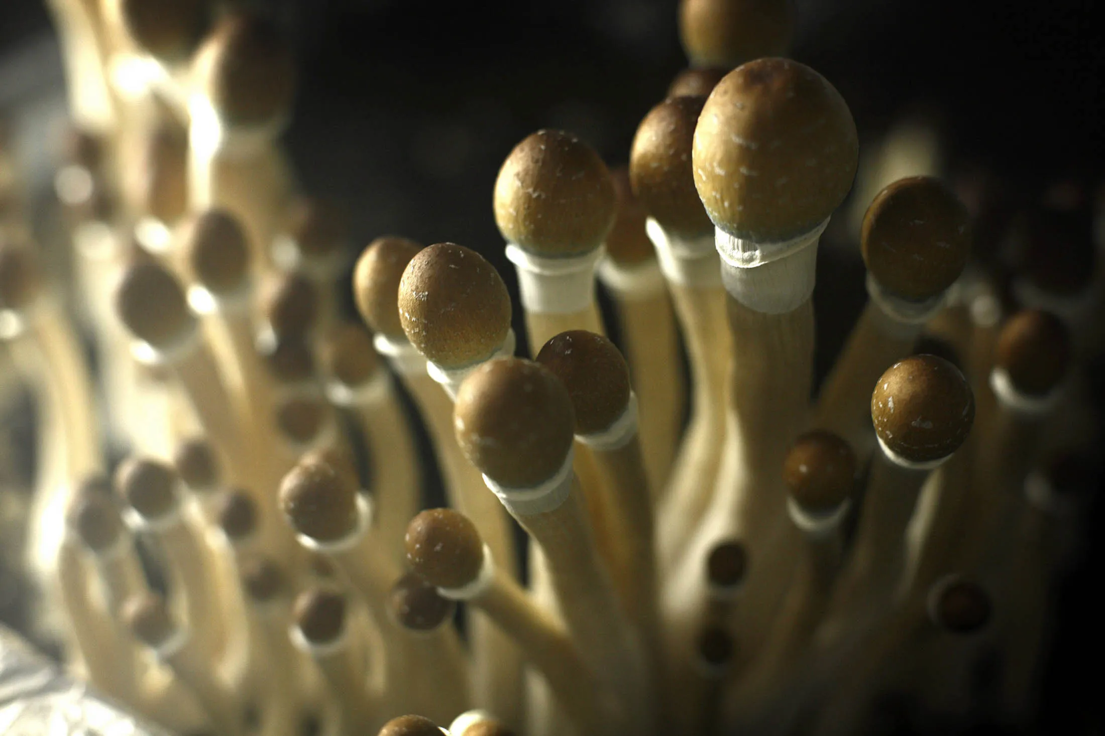 1480550145_Psilocybin mushroom 2