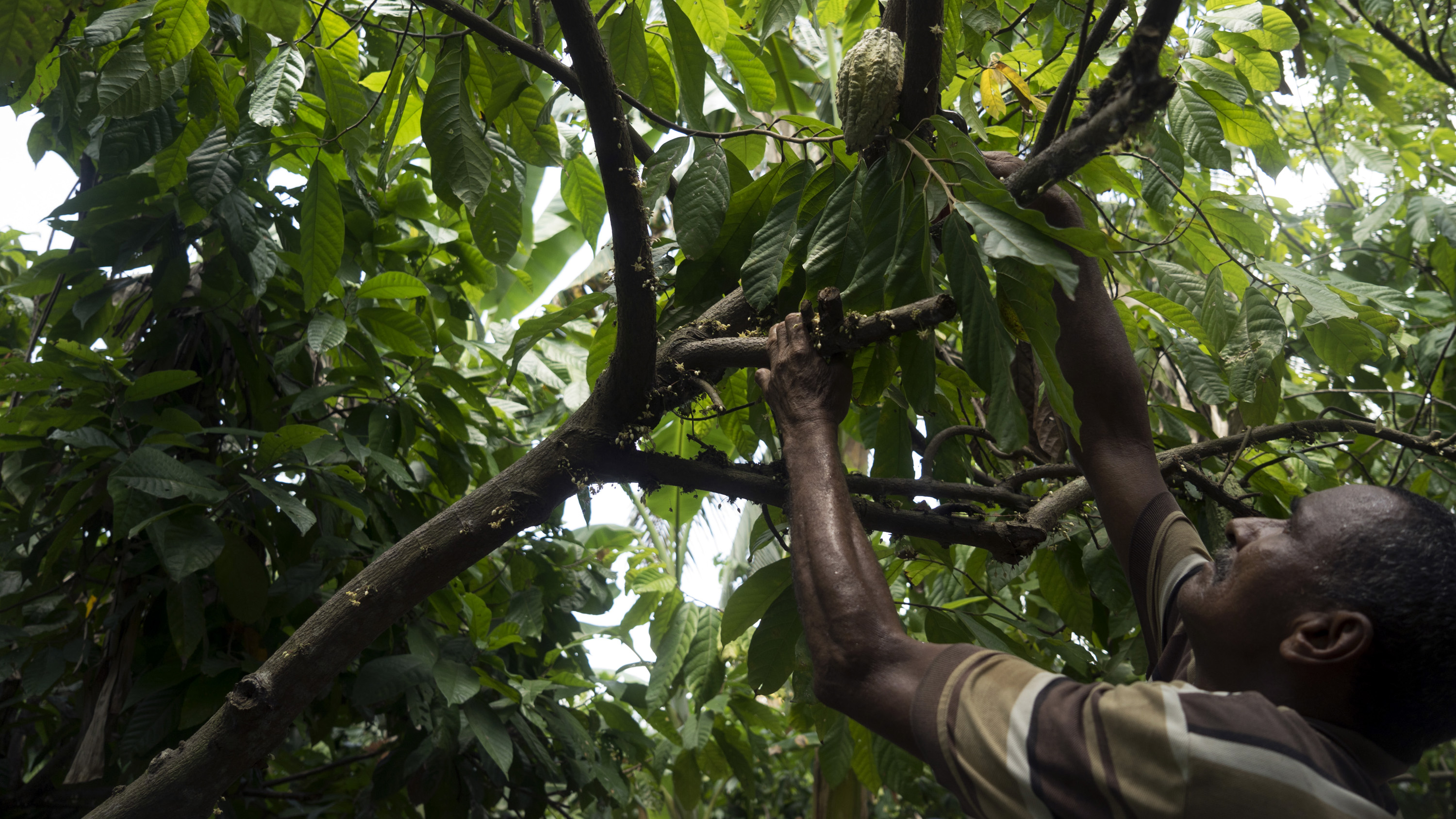 Chocolate Shortage Spurs Revival of Cocoa in Amazon Bloomberg