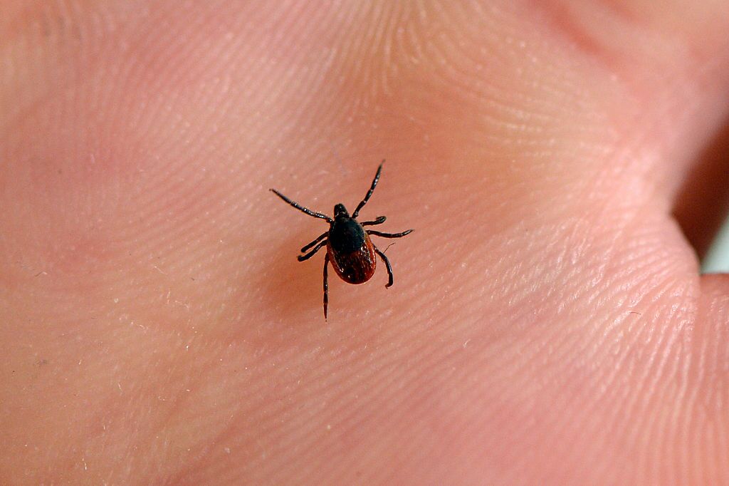 https://www.bloomberg.com/view/articles/2019-08-07/chronic-lyme-disease-shows-limits-of-modern-medicine