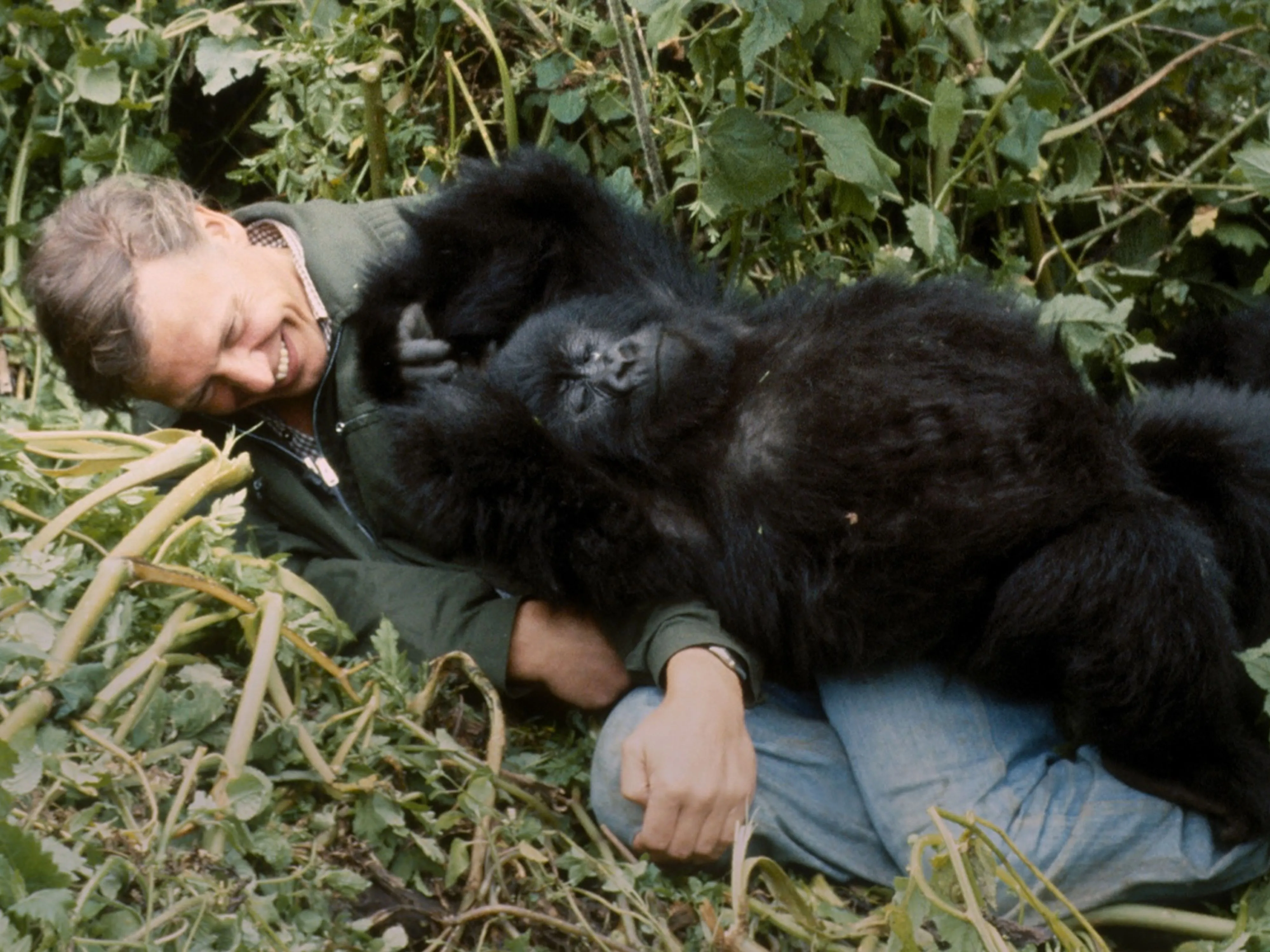 Sir David Attenborough with Pablo the gorilla in a seminal scene from Life on Earth