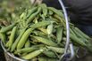 Pea farm