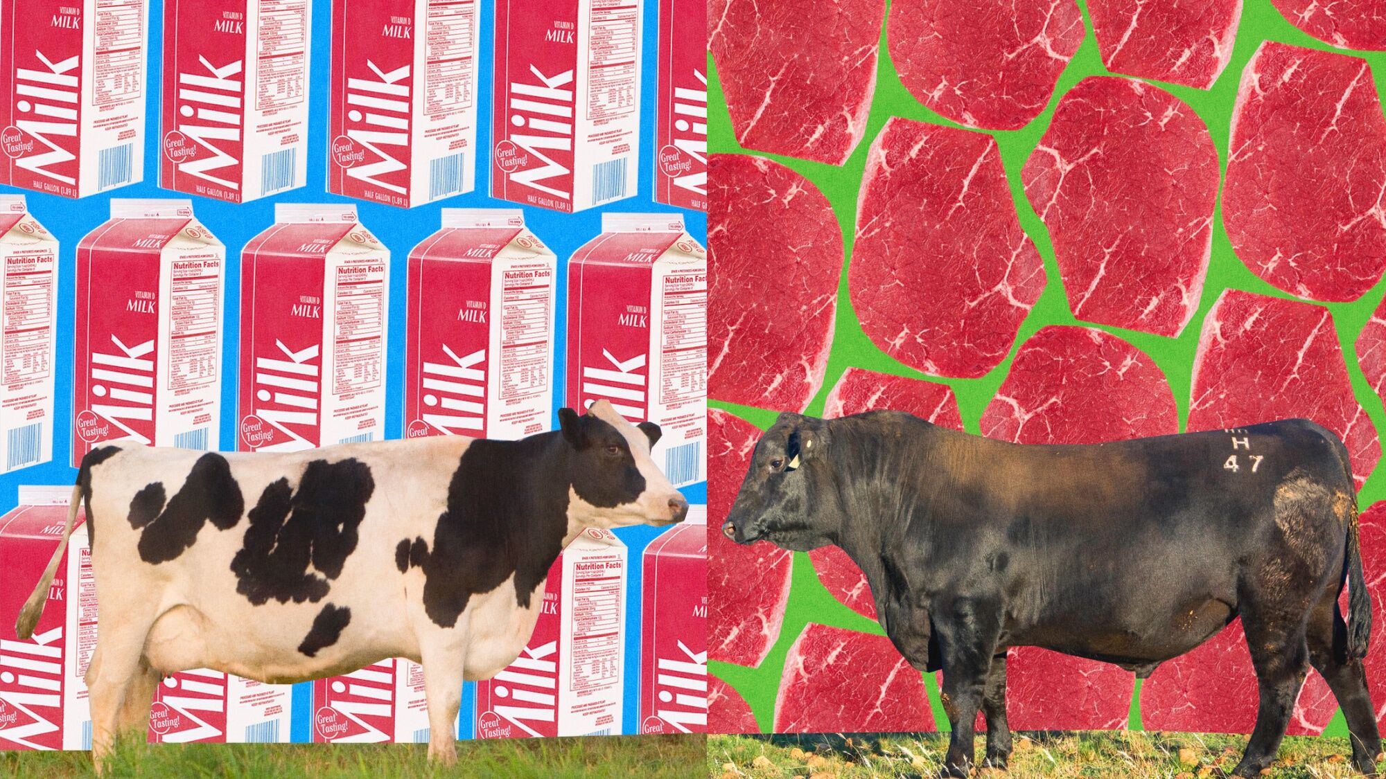 US Farmers Breed Hybrid Dairy Cows to Grow Beef Supply