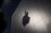 relates to Apple Lawyer Charged in Insider Case Released on $500,000 Bond