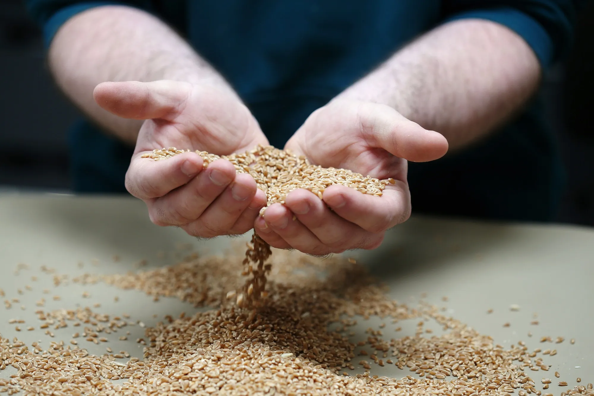 A wheat sample is inspected at a Viterra grain elevator near Rosser, Manitoba, Canada.