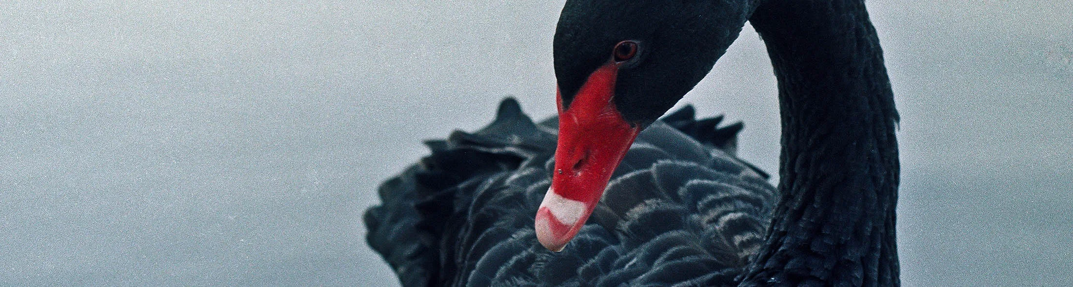 Black Swan
