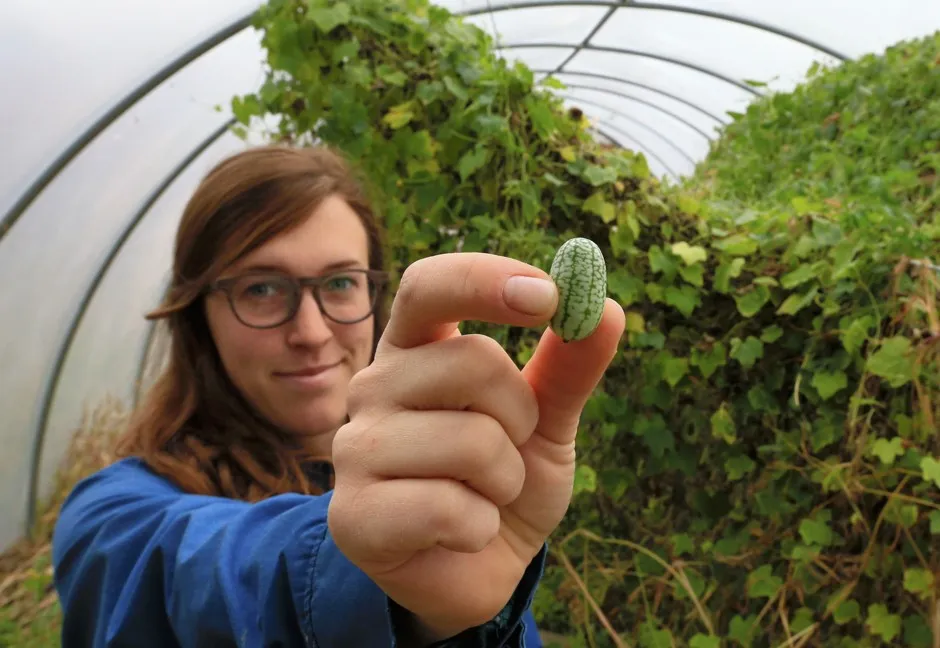 Ali Clark displays a Mexican sour gherkin at Big Muddy Farms, an urban farm in northern Omaha, Nebraska.