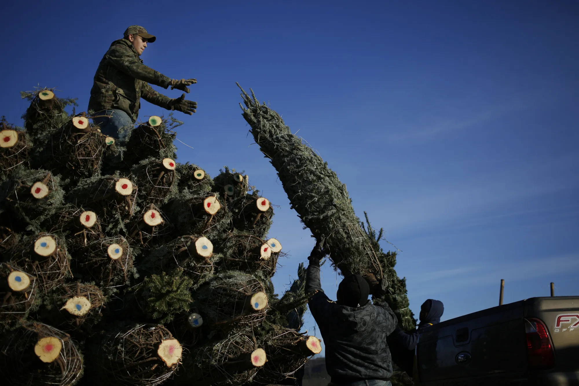 Millennials Are Giving American Tree Growers a Green Christmas - Bloomberg