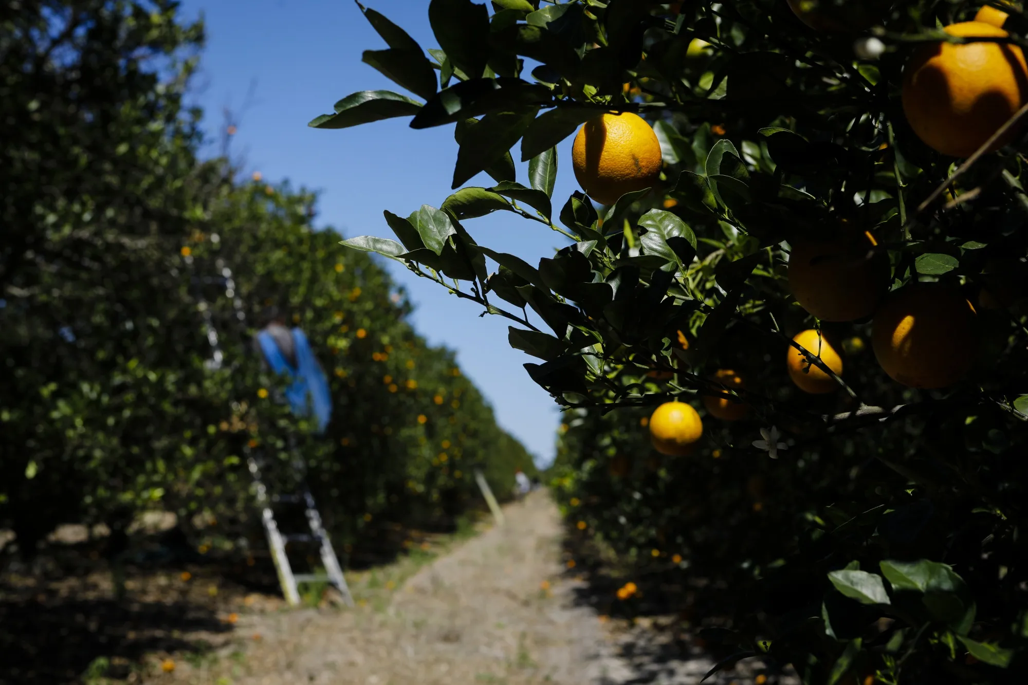 Florida Citrus Grower Alico Inc. Development Tropicana Supplier Alico (ALCO) to Shut Citrus Unit as Industry Suffers