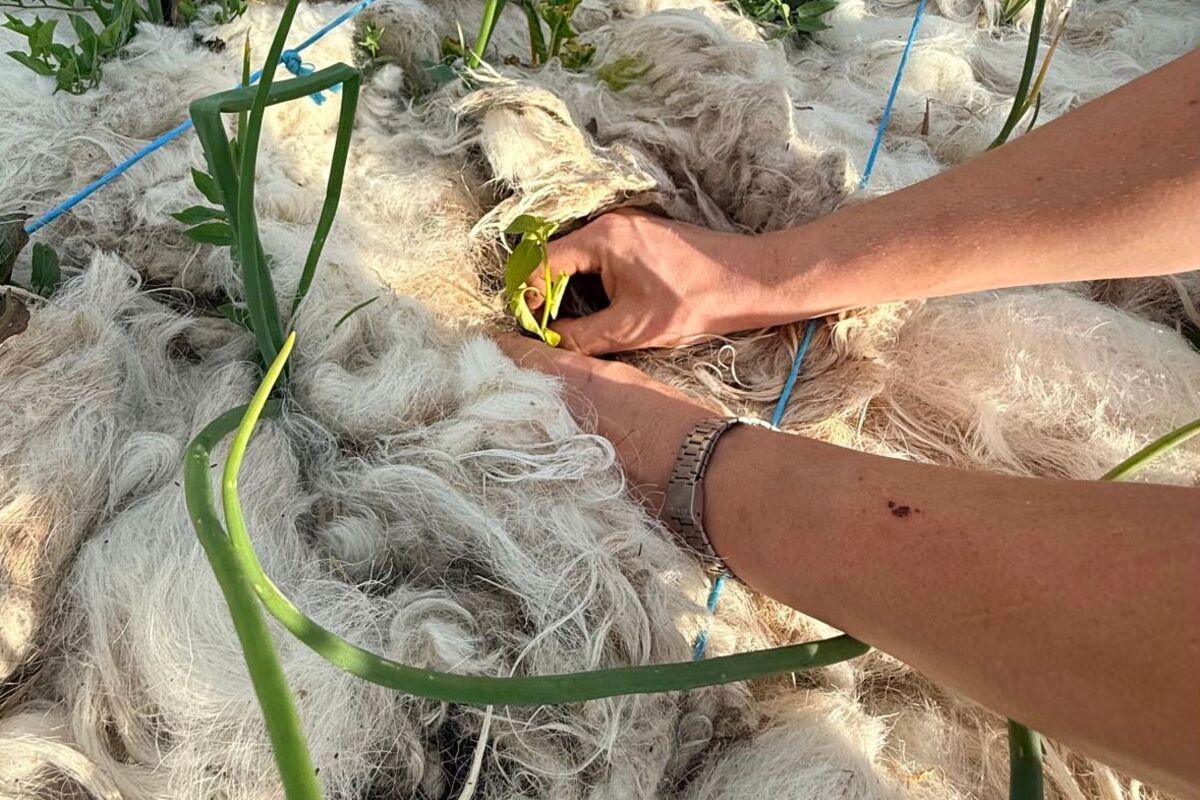 Europe’s Heatwave Forces Farmers to Get Creative