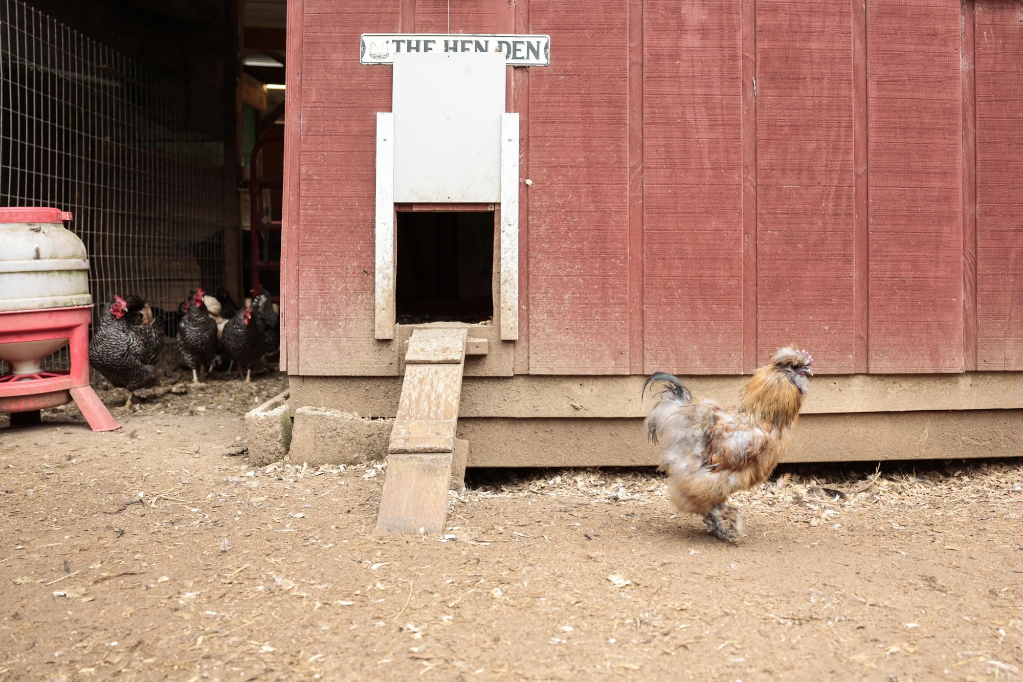 Chickens roam&nbsp;on&nbsp;a farm&nbsp;in Griffin, Georgia.