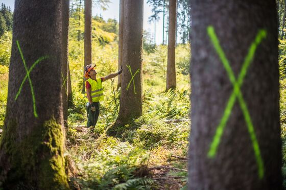 Millions of Beetles Are Wiping Out Forests All Across the World