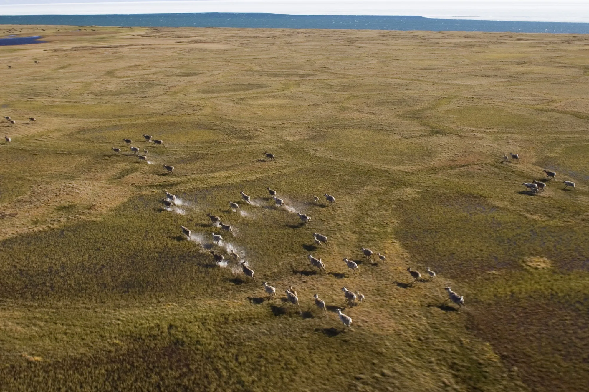 Caribou on the tundra near Teshekpuk Lake in the Alaska National Petroleum Reserve.