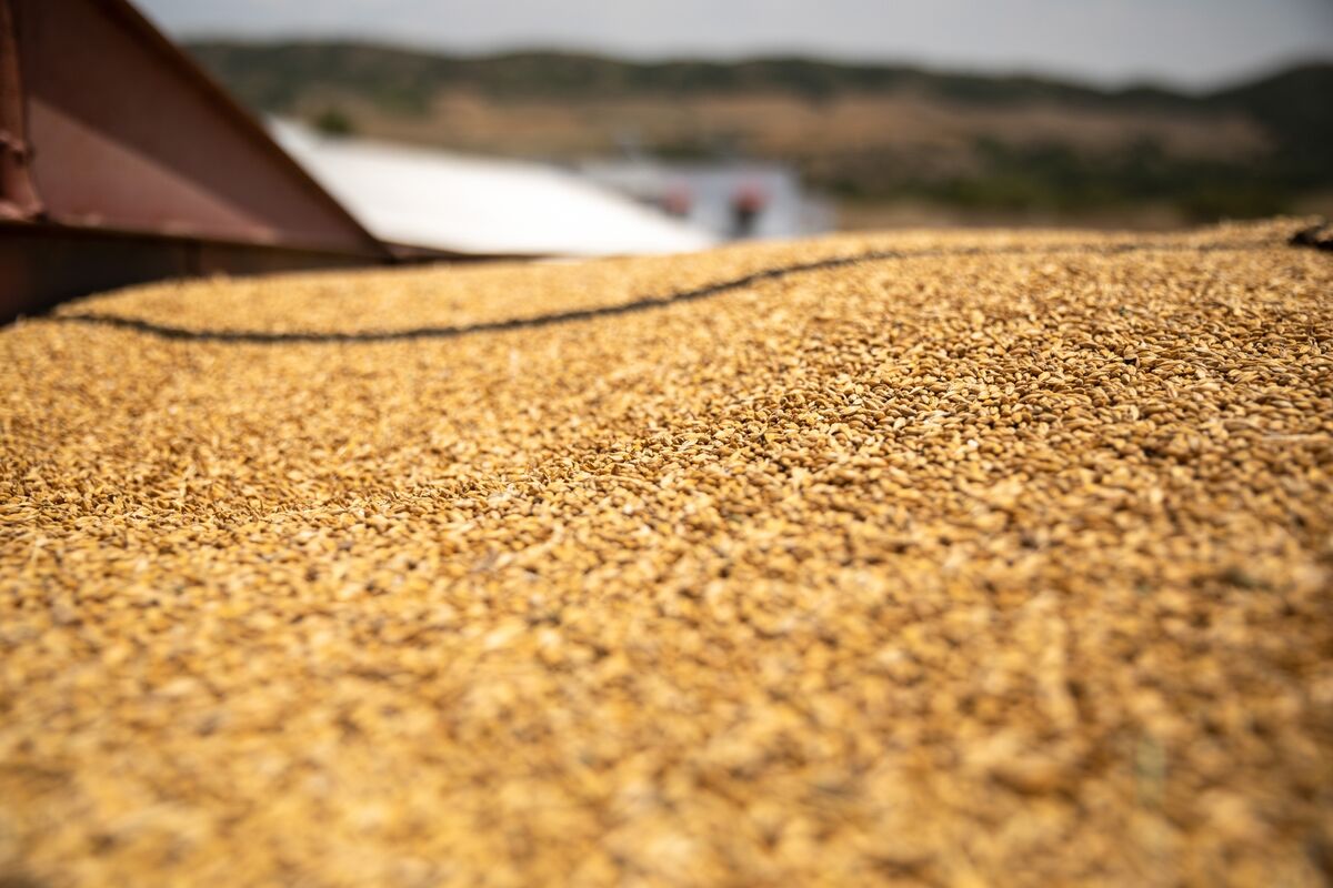 Australian Trade Chief Eyes China Export Breakthrough for Barley