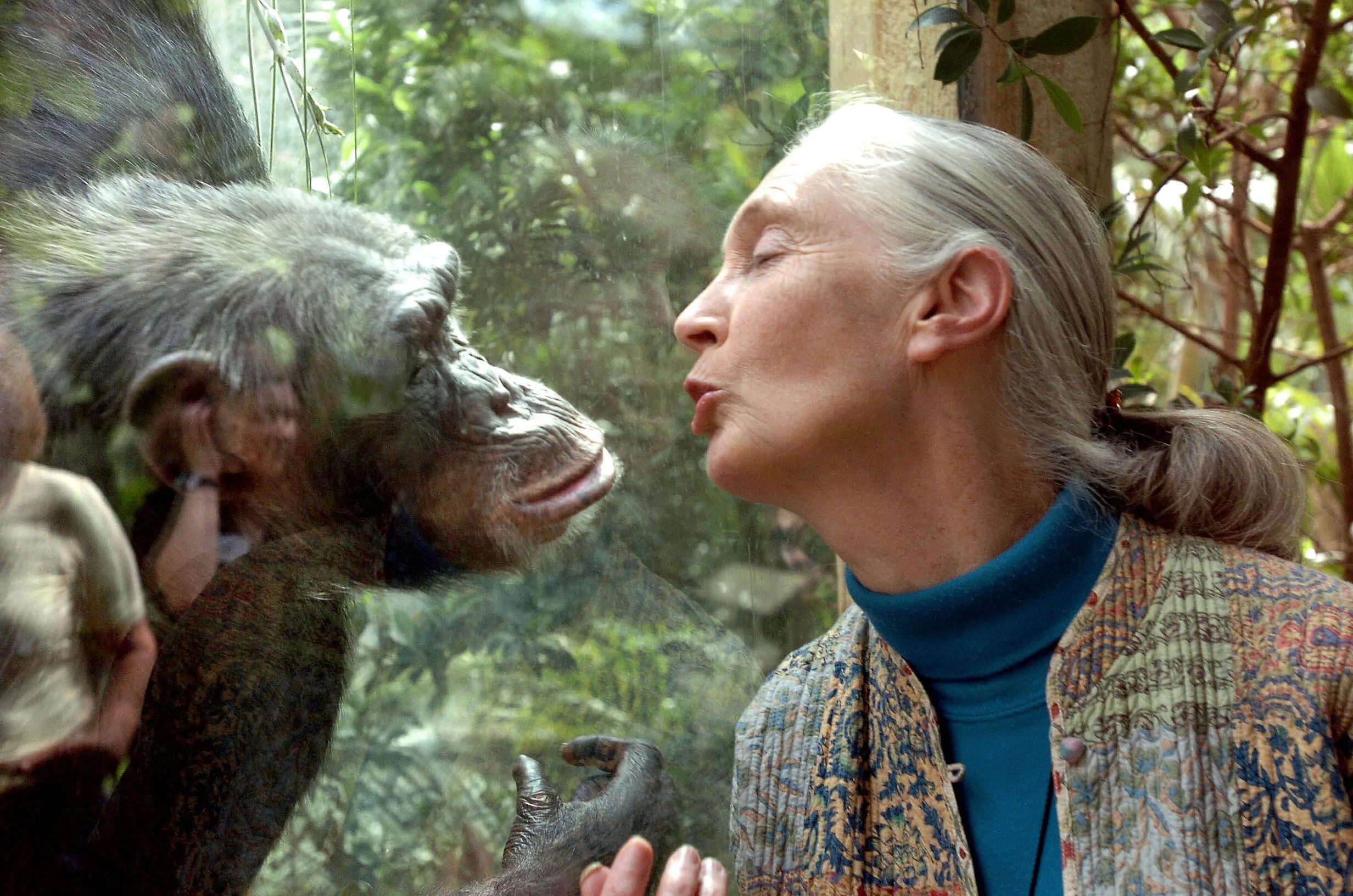 Goodall with the chimp Nana in the zoo in Magdeburg, Germany in 2004