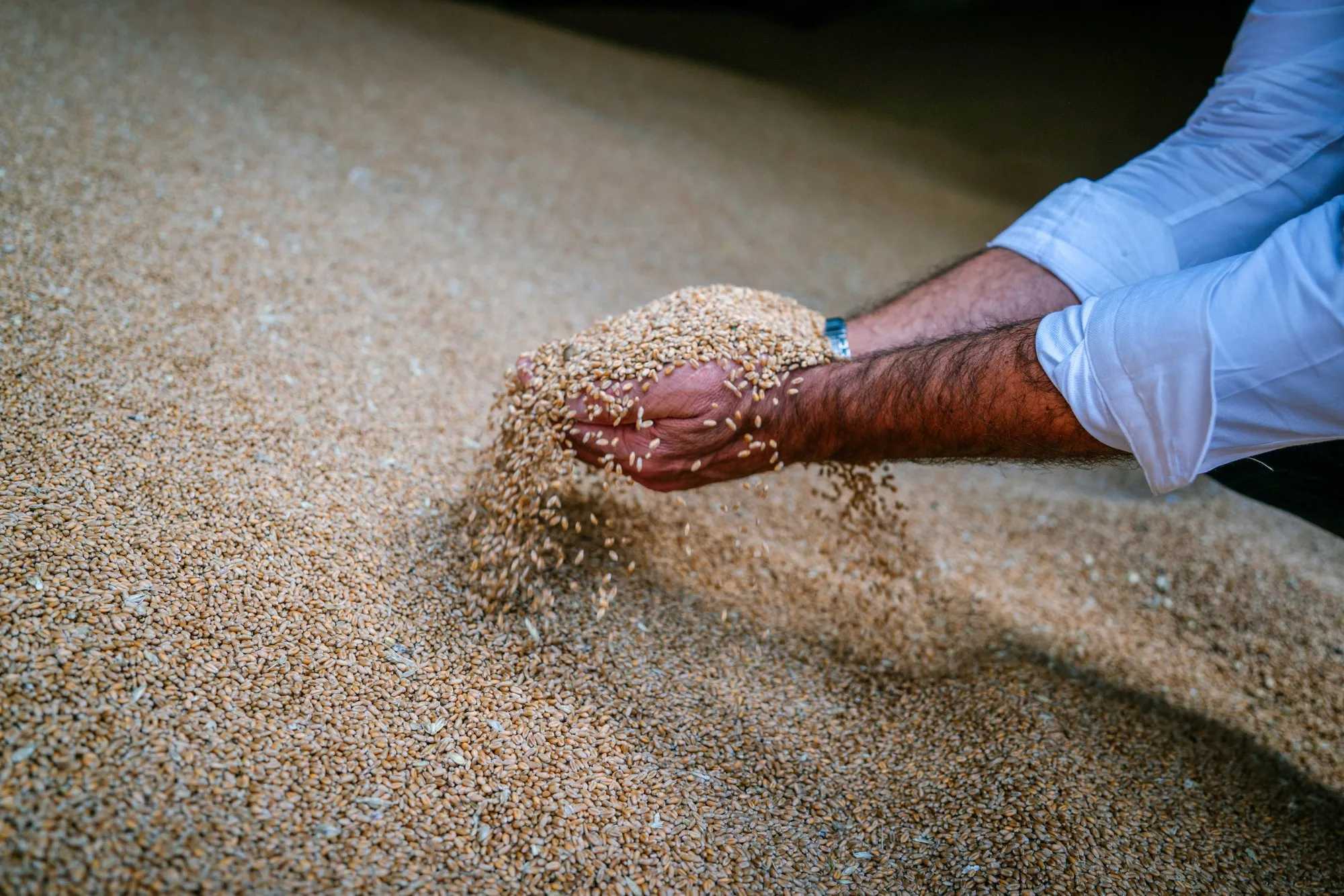 A farmer inspects wheat grain in the granary of a farm north of Bucharest.