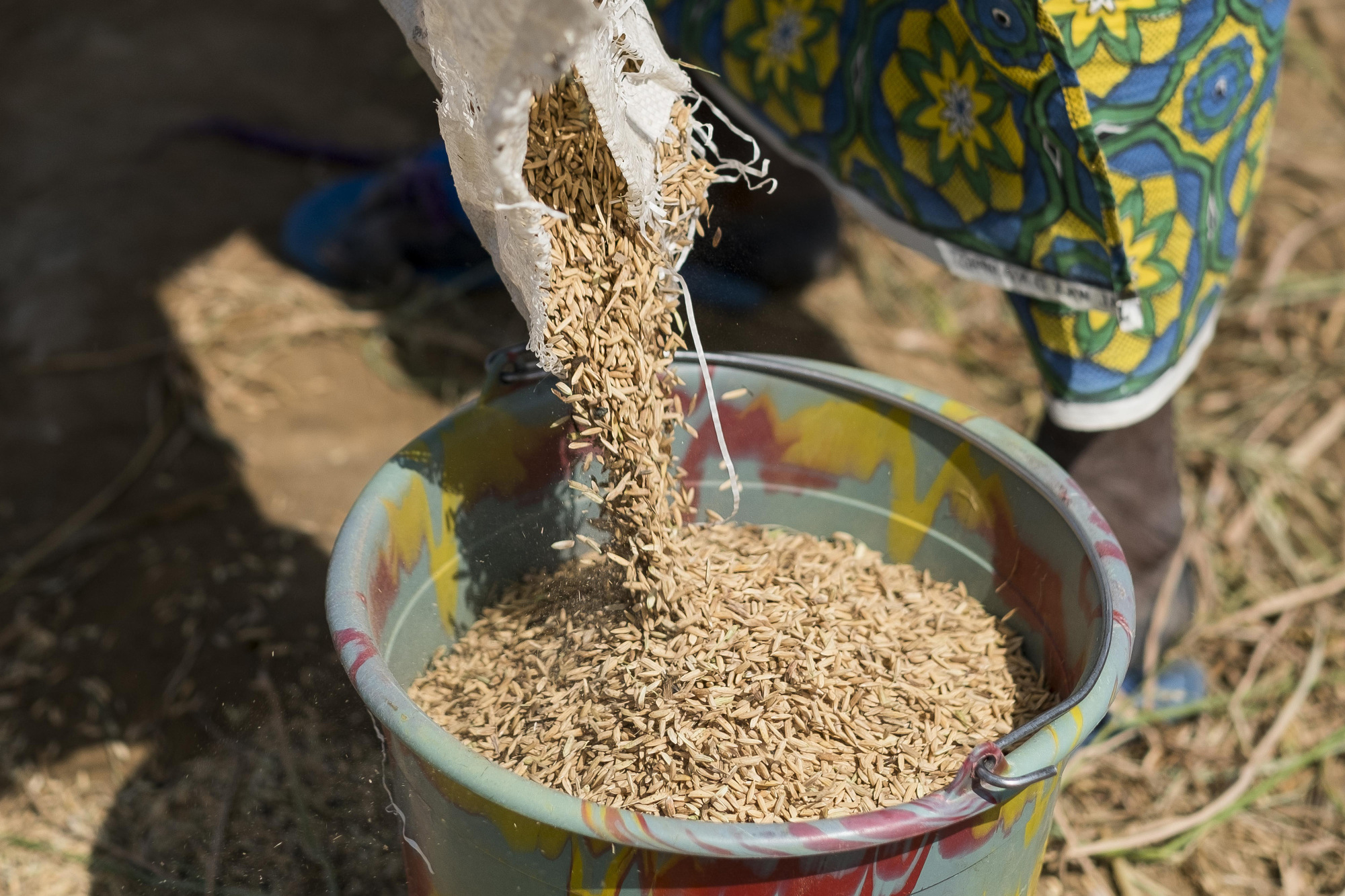 Smugglers Thrive as Nigeria Tries to Keep Foreign Rice Away - Bloomberg