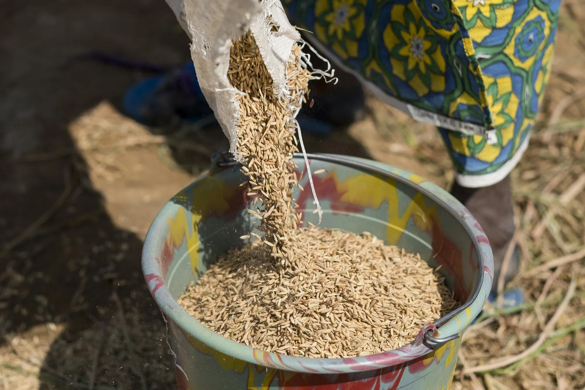 Rice Harvest And Processing As West Africa's Appetite For Rice Grows