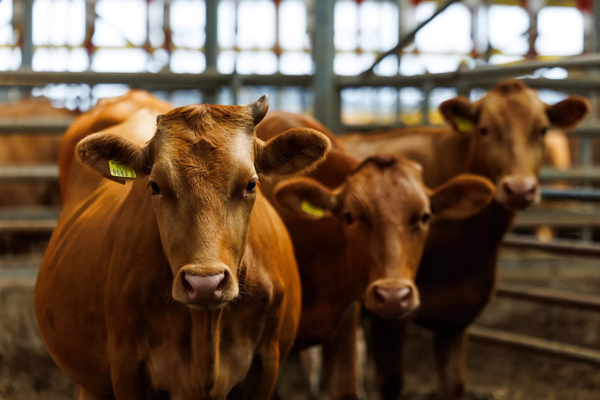 Beef cattle in a shed in Cheonan, South Korea.