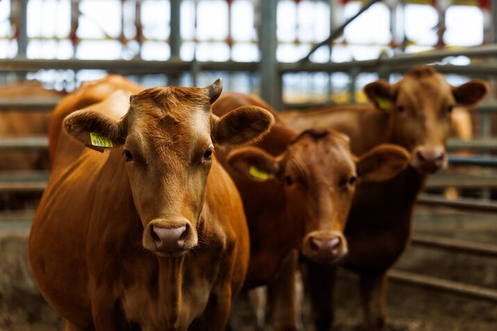 Cattle Farm in South Korea