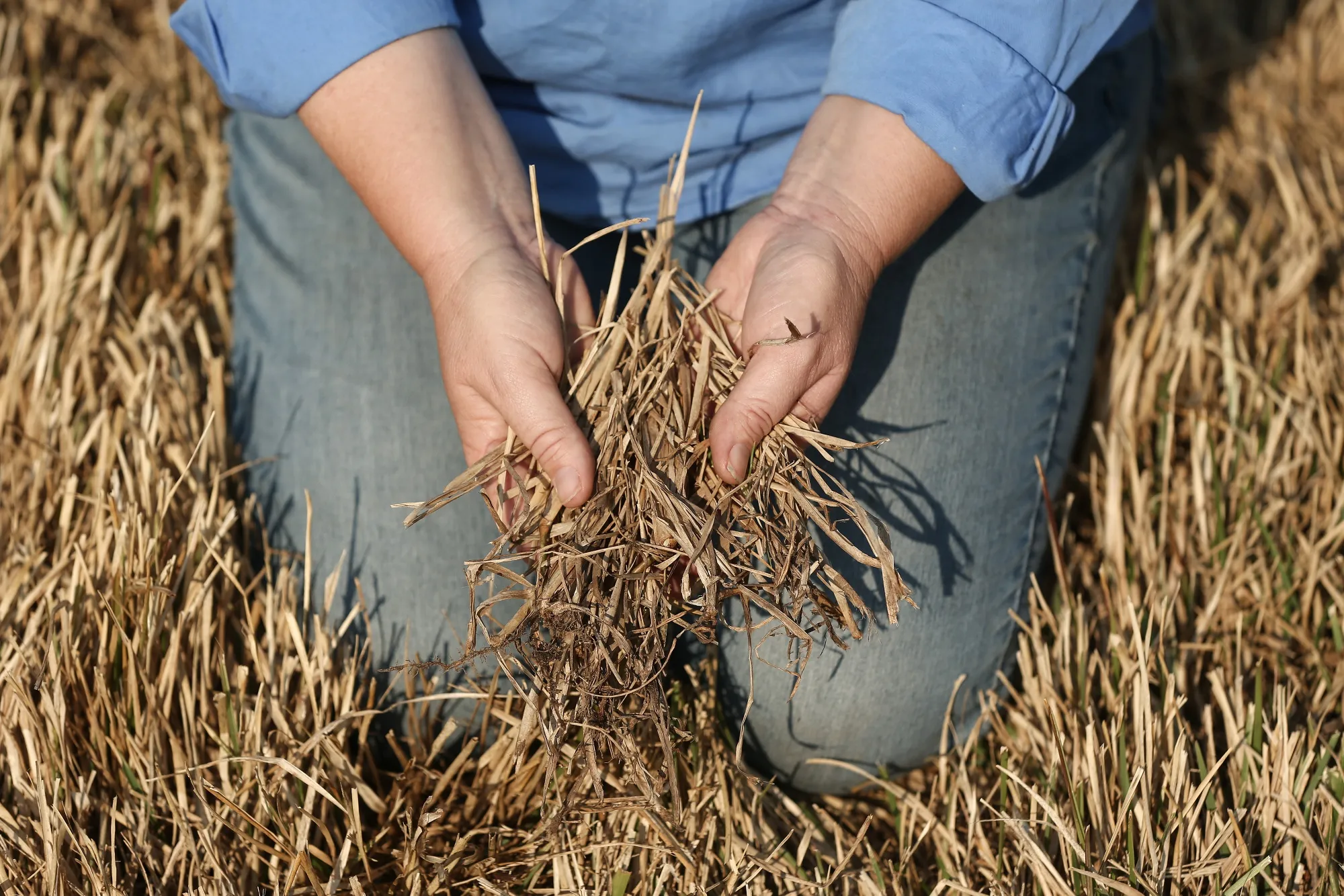 Drought isn’t going to help anyone’s productivity.