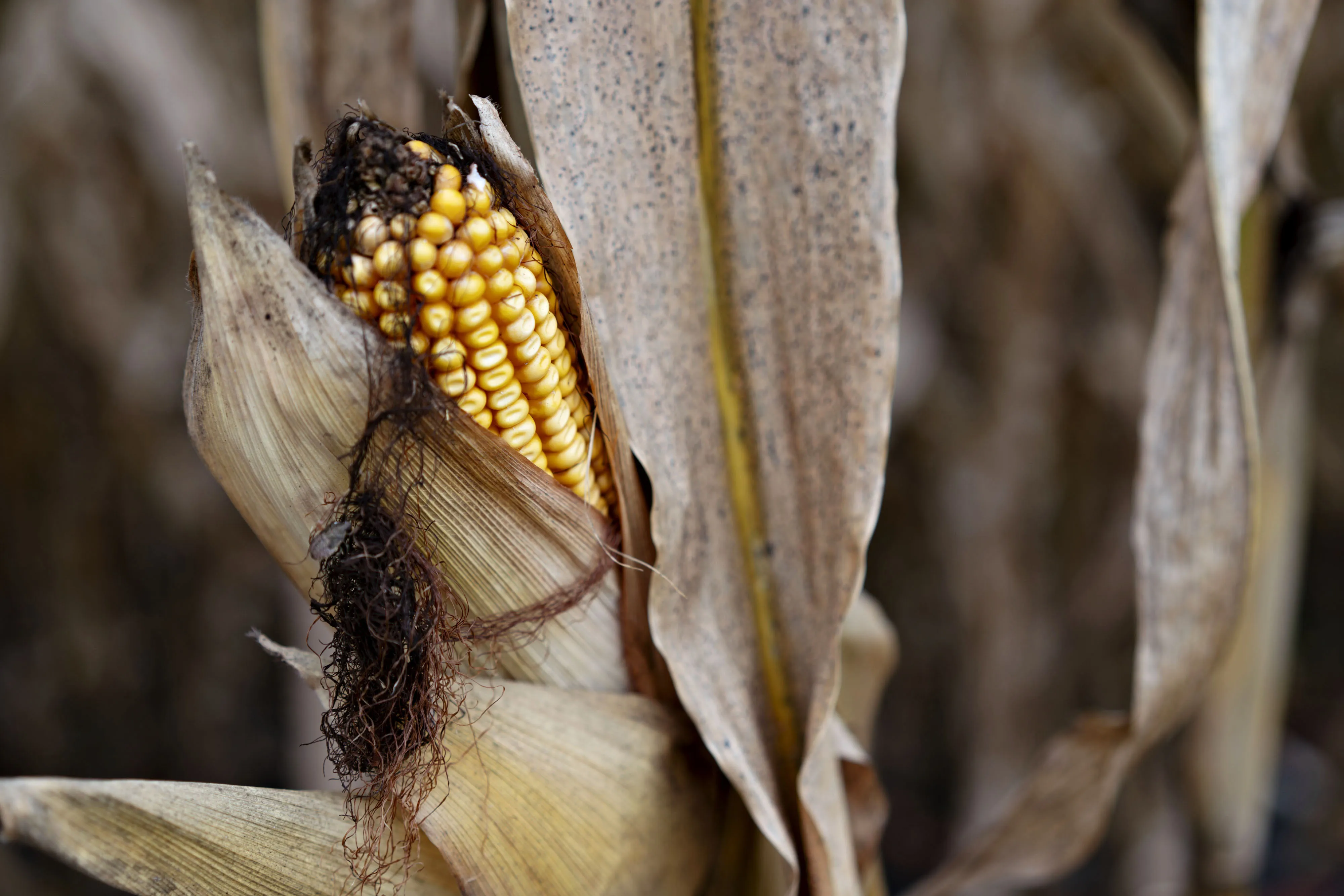 Operations During Corn And Soybean Harvests As New Nafta Secures Some Exports