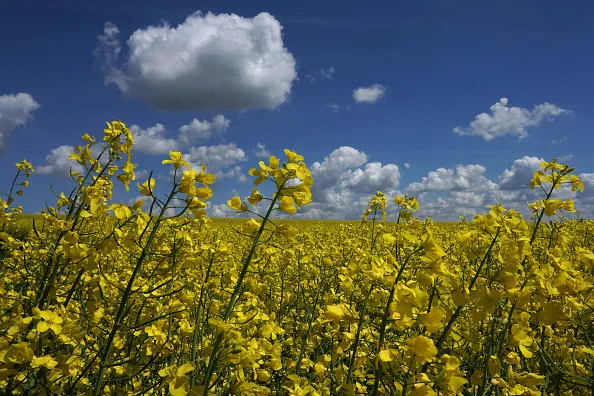 It's blue skies ahead for the bond market.
