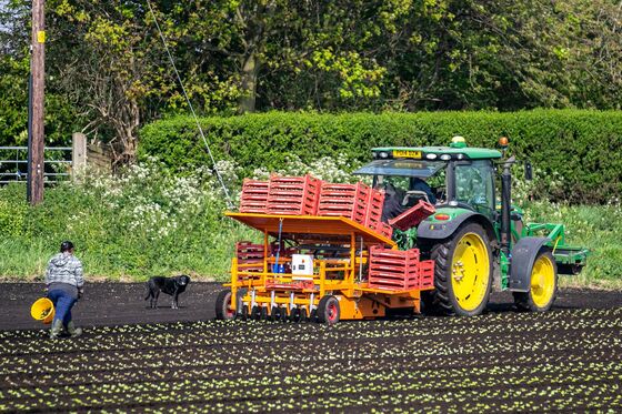 Brexit Worries Make Seasonal Hiring Harder for U.K. Farmers
