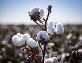 relates to Olam Trumps Dreyfus Bid as Traders Contend for Namoi Cotton