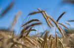 Ears of wheat in a field ahead of harvesting in Ailly-sur-Noye, France, on Thursday, June 28, 2022.