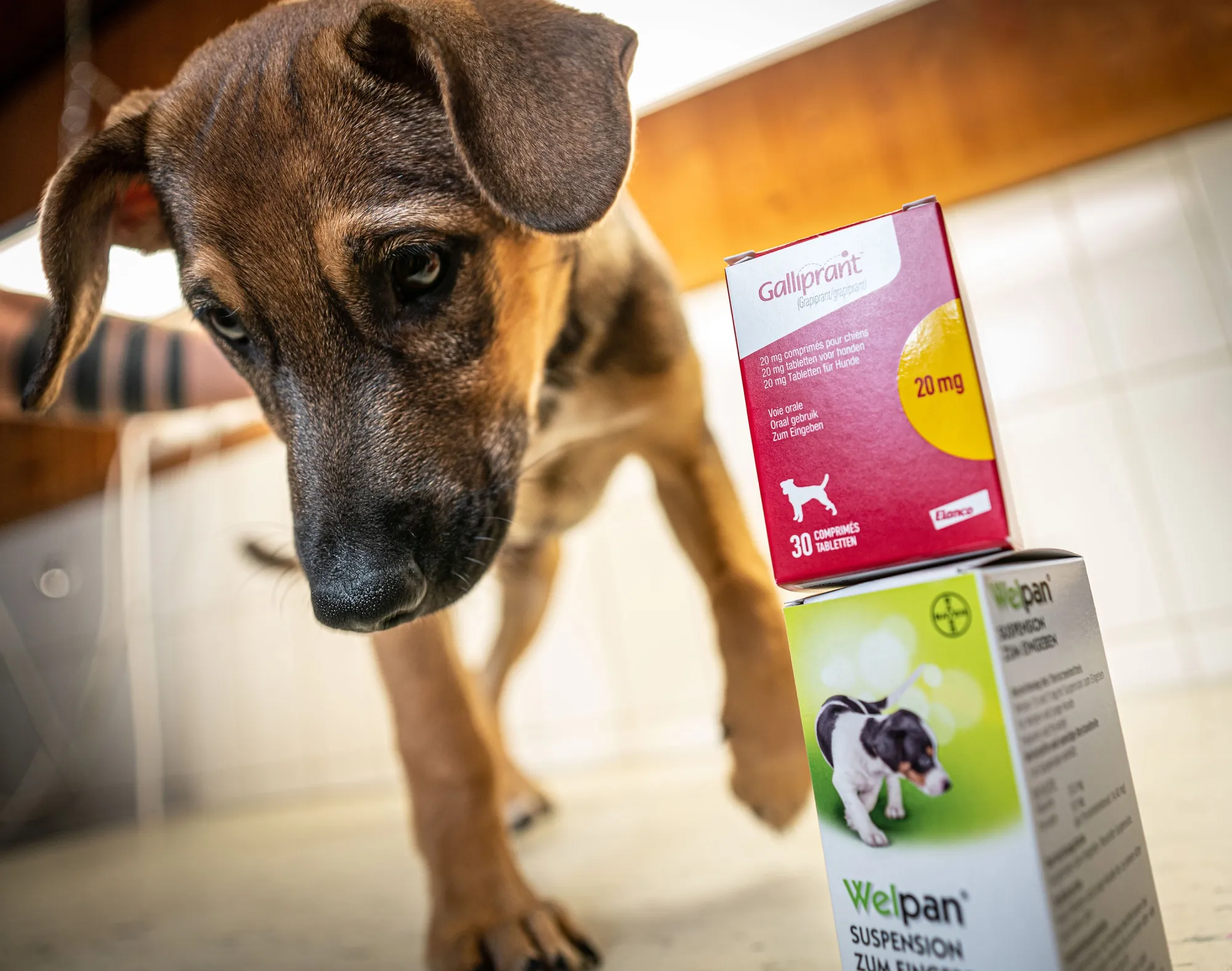Medicines for dogs from Elanco, above,&nbsp;and Bayer, below.&nbsp;