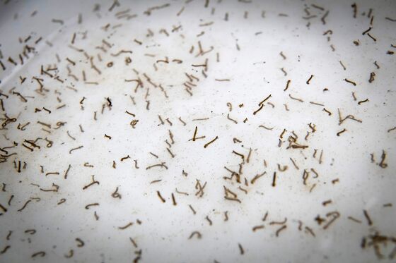 A Google Plan to Wipe Out Mosquitoes Appears to Be Working