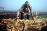Harvesting sugarcane in a field in the outskirts of Modinagar, Uttar Pradesh, India, on February 19