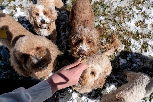 Doodles look at the photographer holding a treat