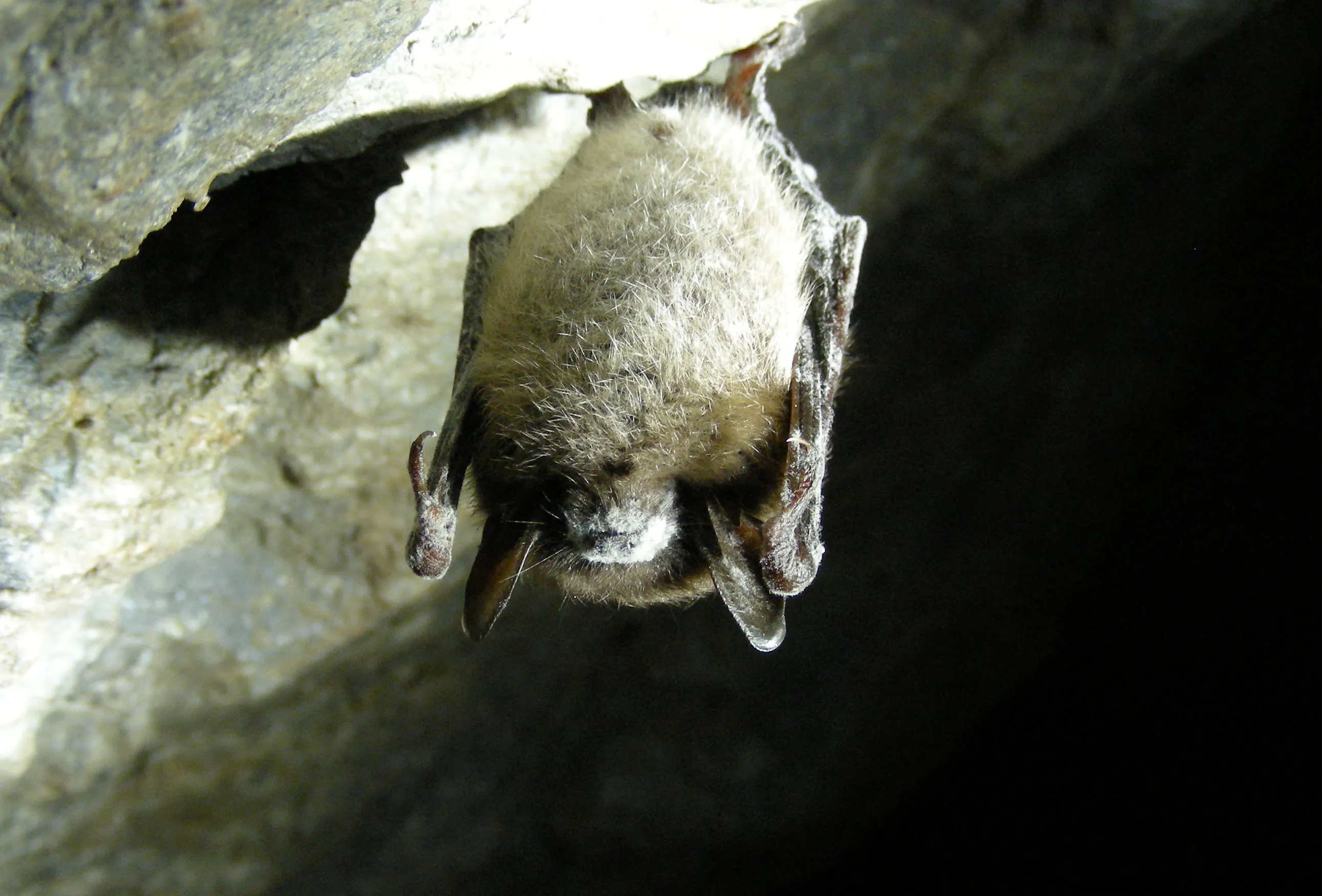 A Little brown bat with White Nose Syndrome hangs in the Greeley Mine in Vermont, U.S., on March 26, 2009. The Forest Service plans to block visitors from entering 30,000 abandoned mines and hundreds of caves in the Southwest U.S. in an effort to protect bats from the disease, which has decimated bat communities in 13 states and two Canadian provinces.