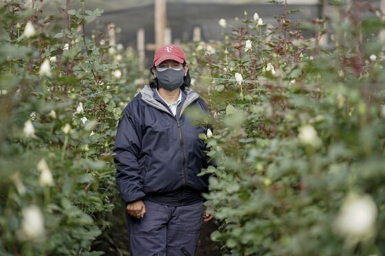 Colombia Flower Growers Recover After Trashing Millions of Roses