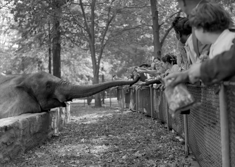 Children feed an elephant at the Bronx Zoo.