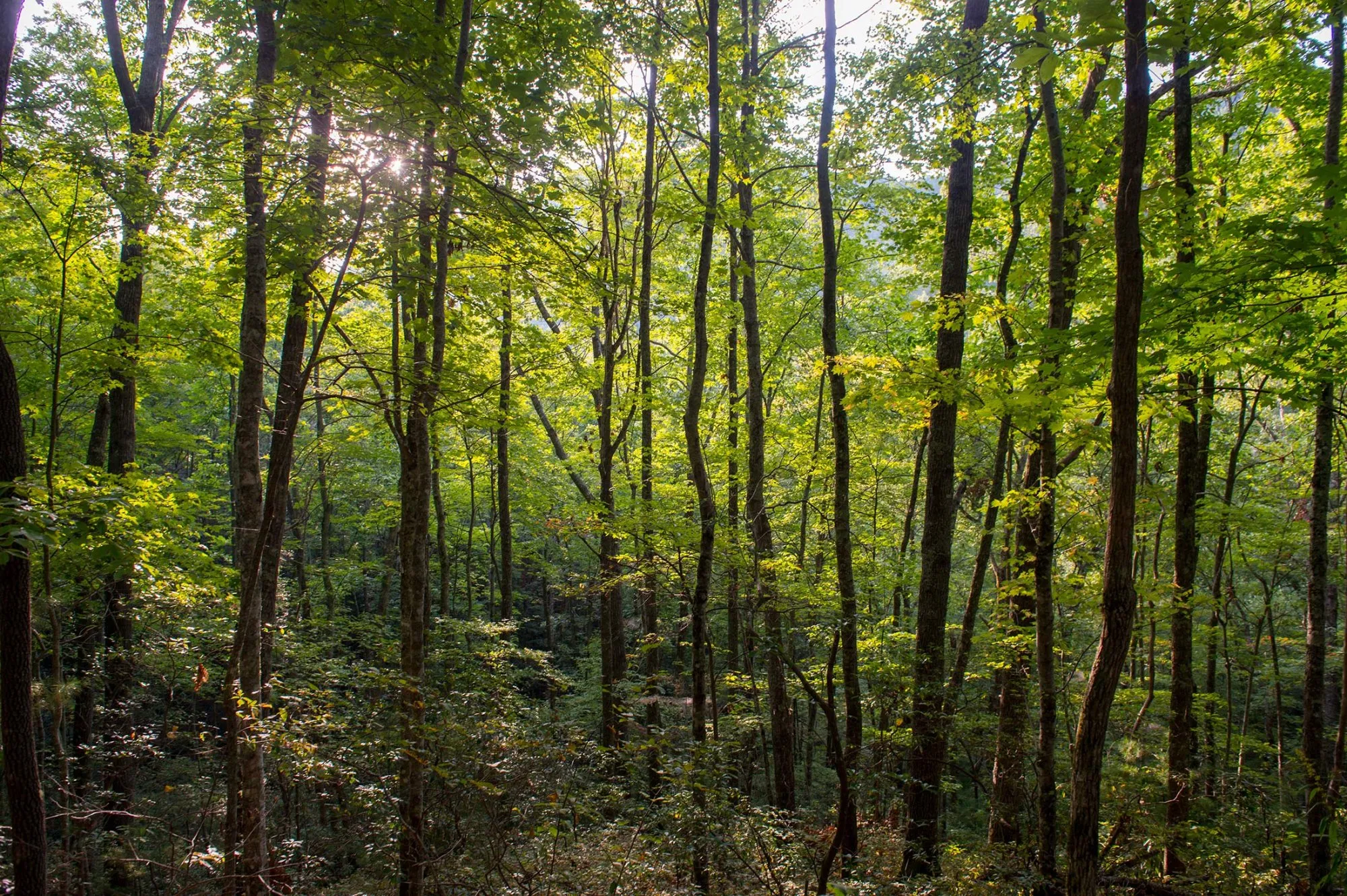 Great Smoky Mountains National Park in Tennessee.
