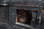 Baby Sumatran orangutans are just one of the many types of endangered animals trafficked online through platforms like Facebook and Instagram.