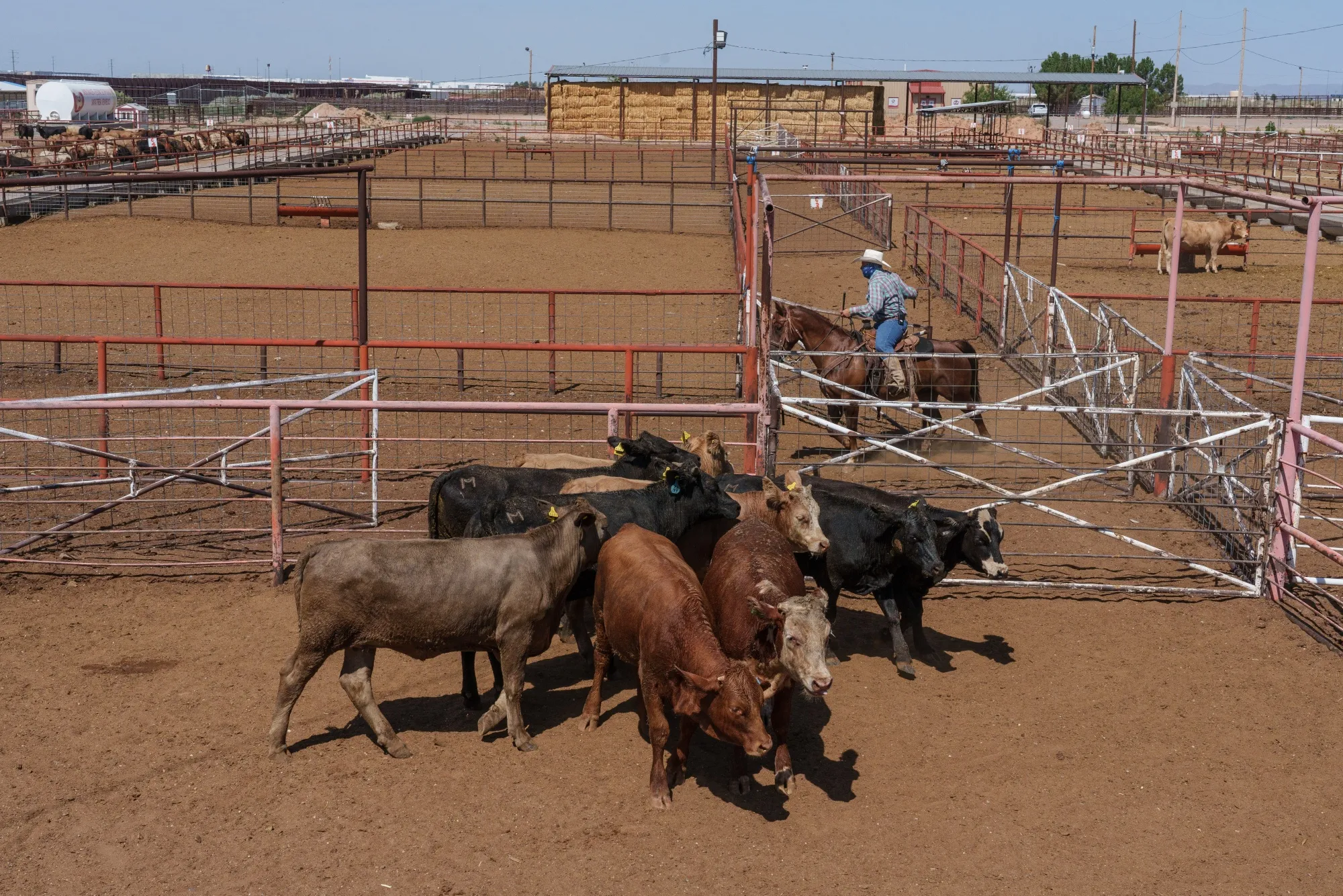 Cattle at the Santa Teresa International Export/Import Livestock Crossing in Santa Teresa, New Mexico.&nbsp;