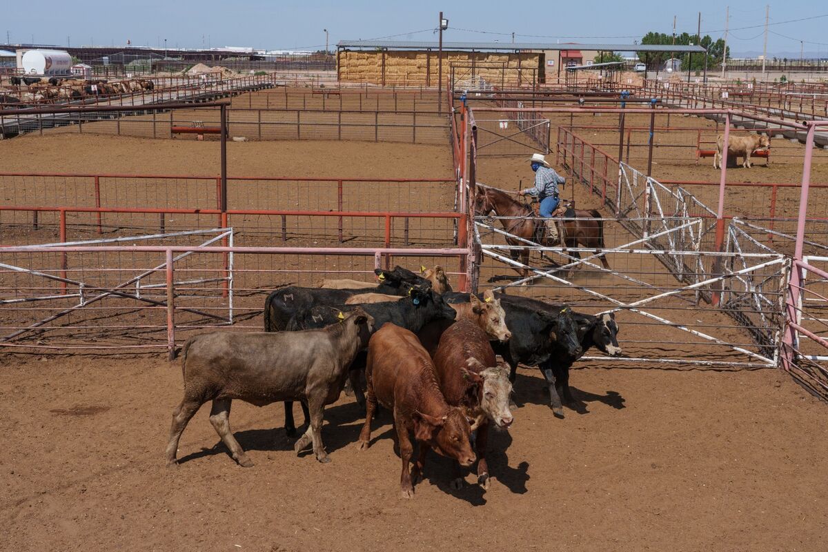 Megadrought,' Big Meat Packers Drive Prices Up For Wyoming Beef